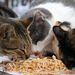 20090119_naplestrp_17_sorrento_cat